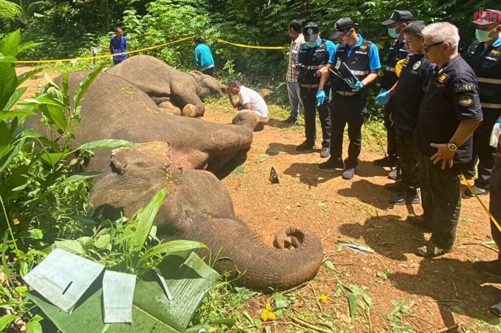 Des éléphants sauvages tuent et provoquent de gros dégâts en Thaïlande