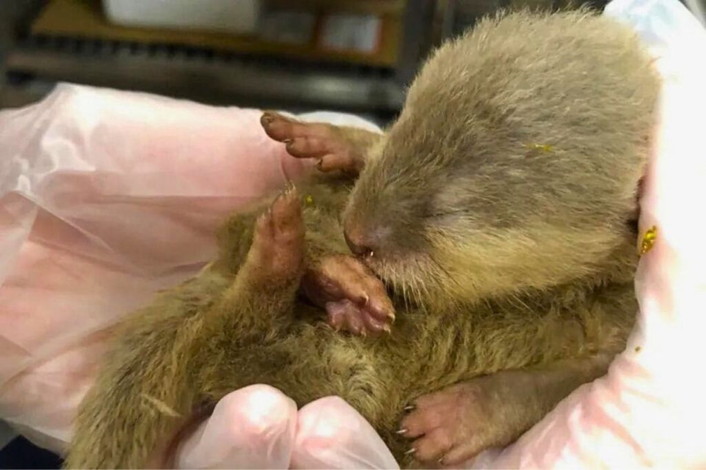 Un rat et une loutre sèment la panique sur un vol provenant de Thaïlande