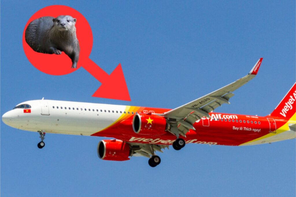 Un rat et une loutre sèment la panique sur un vol provenant de Thaïlande