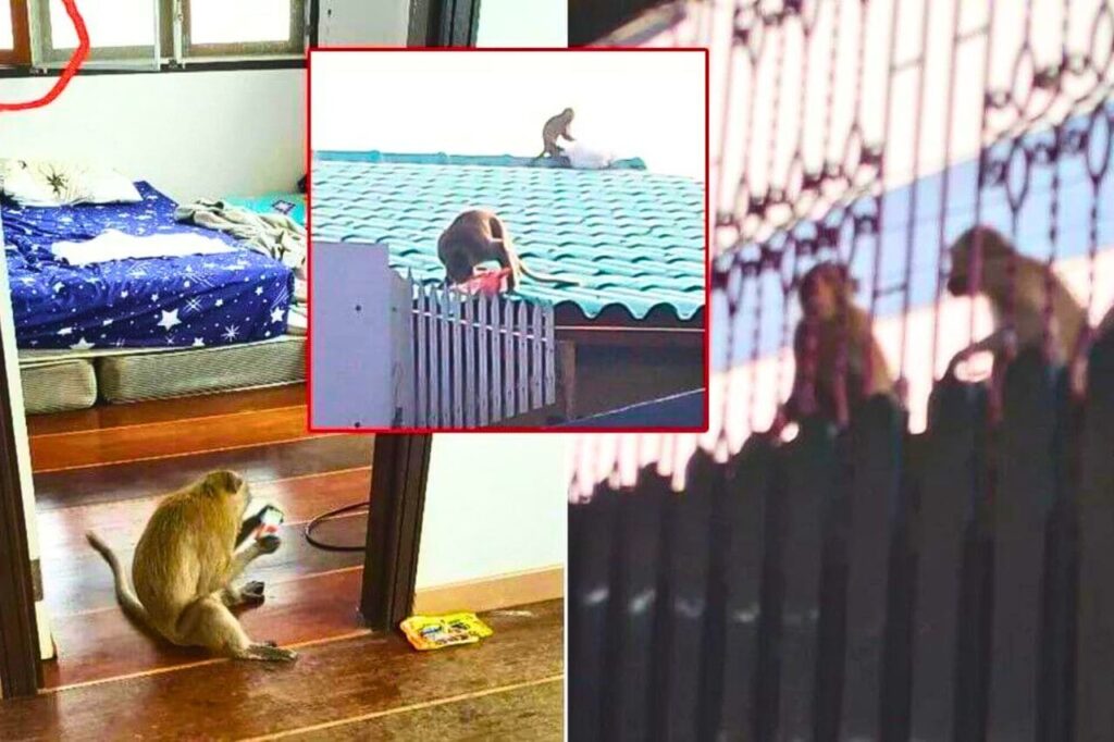 Les singes s'emparent des maisons en Thaïlande