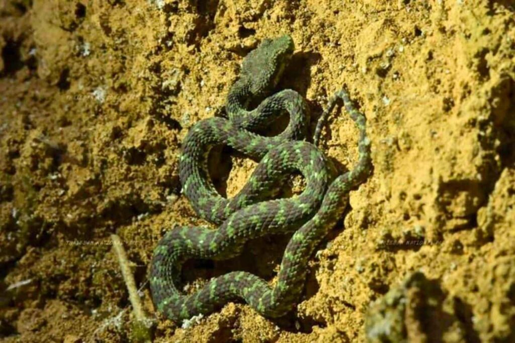 Découverte d'une nouvelle espèce de Crotales en Thaïlande