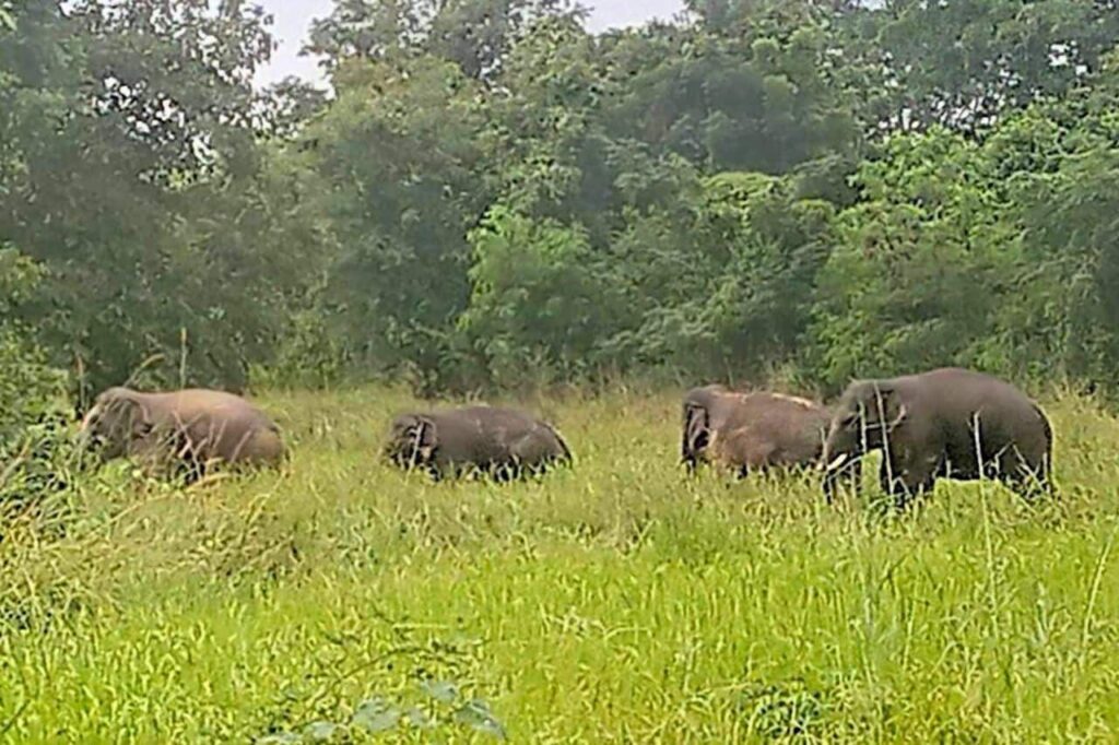 Des éléphants sauvages tuent et provoquent de gros dégâts en Thaïlande