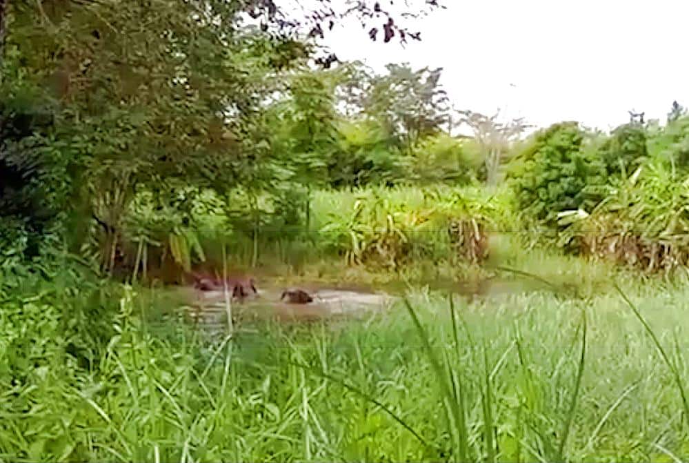 Des éléphants sauvages tuent et provoquent de gros dégâts en Thaïlande