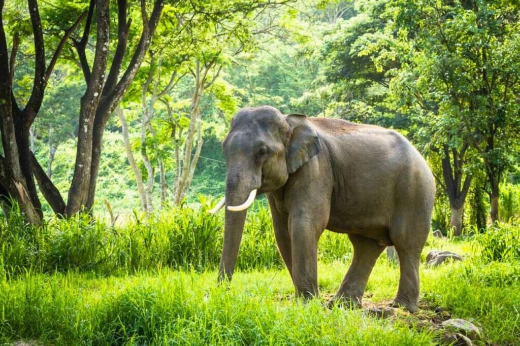 2023 a été une année sanglante entre homme et éléphant en Thaïlande