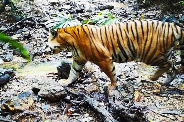 Un tigre rare repéré dans le sud de la Thaïlande
