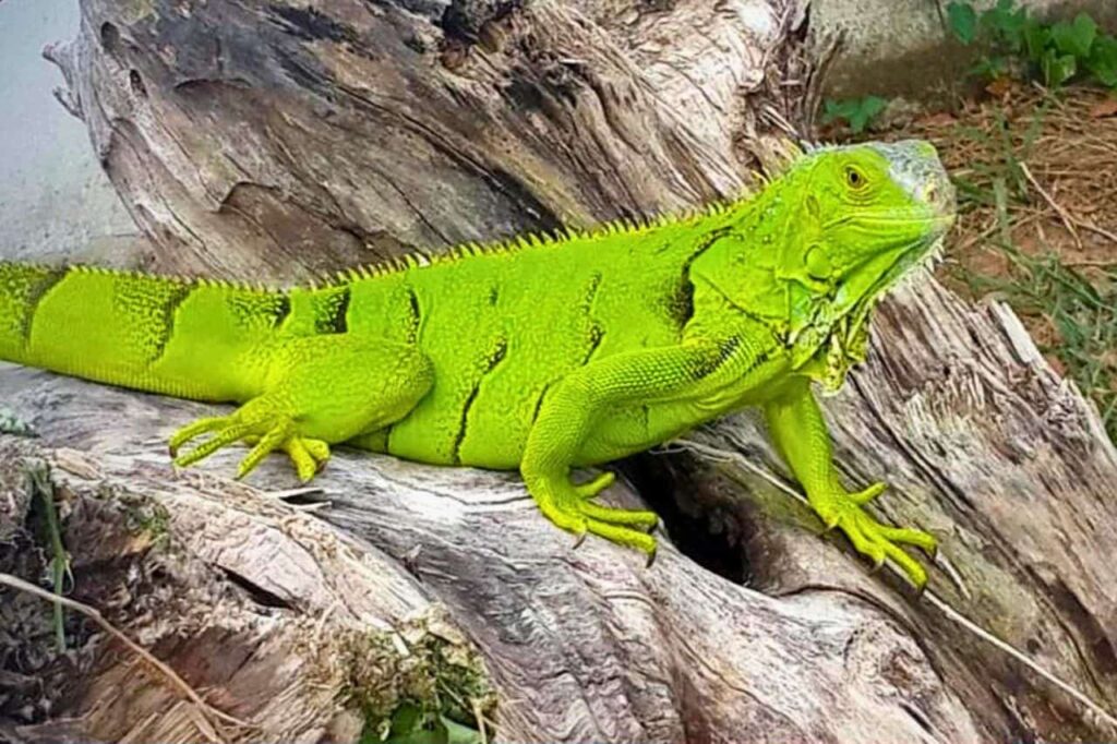 La Thaïlande confrontée à une invasion d'iguanes