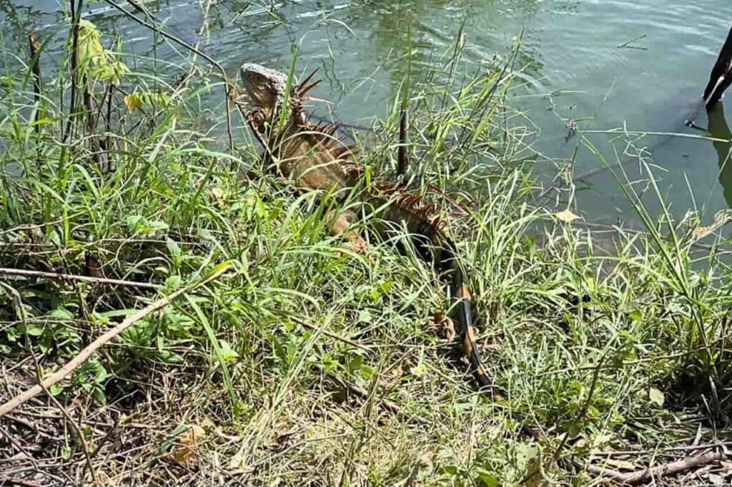 La Thaïlande confrontée à une invasion d'iguanes