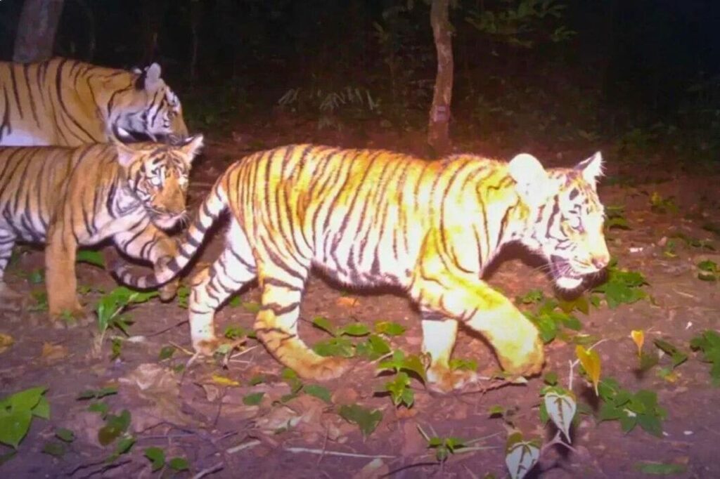 La Thaïlande reconnue comme un leader dans la protection des tigres