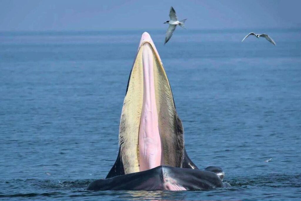 Thaïlande : les baleines et dauphins ajoutés à la liste des espèces protégées