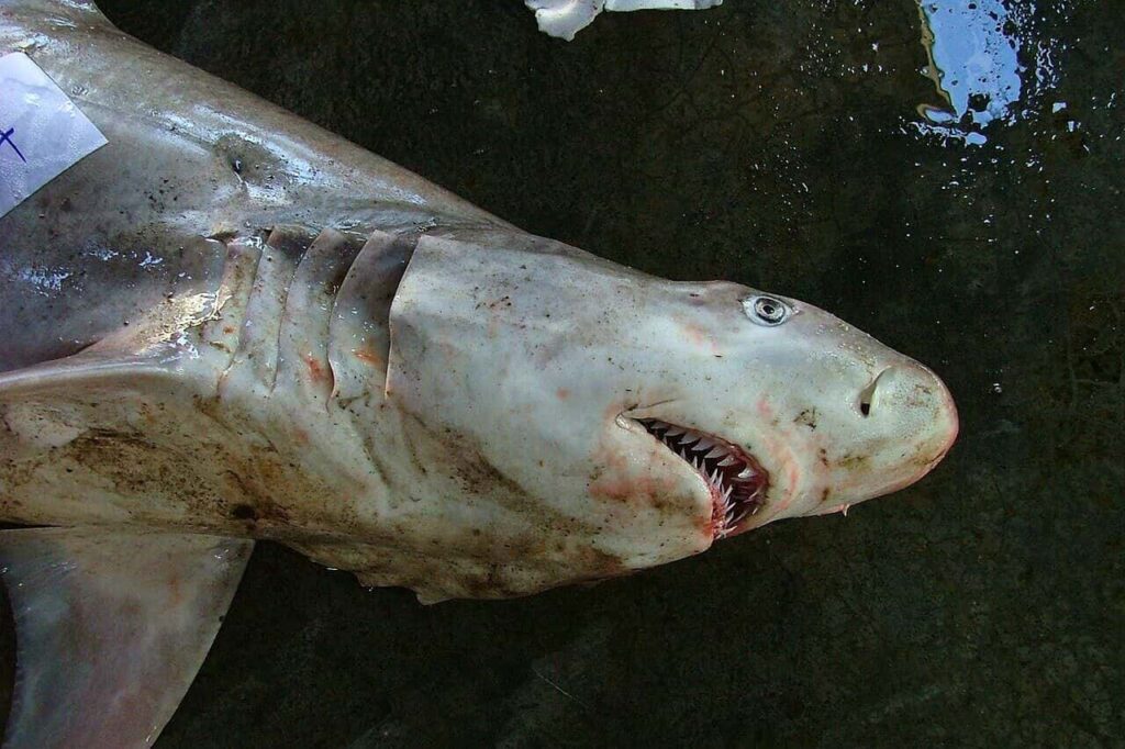 Pourquoi des poissons et animaux marins rares apparaissent en Thaïlande ?