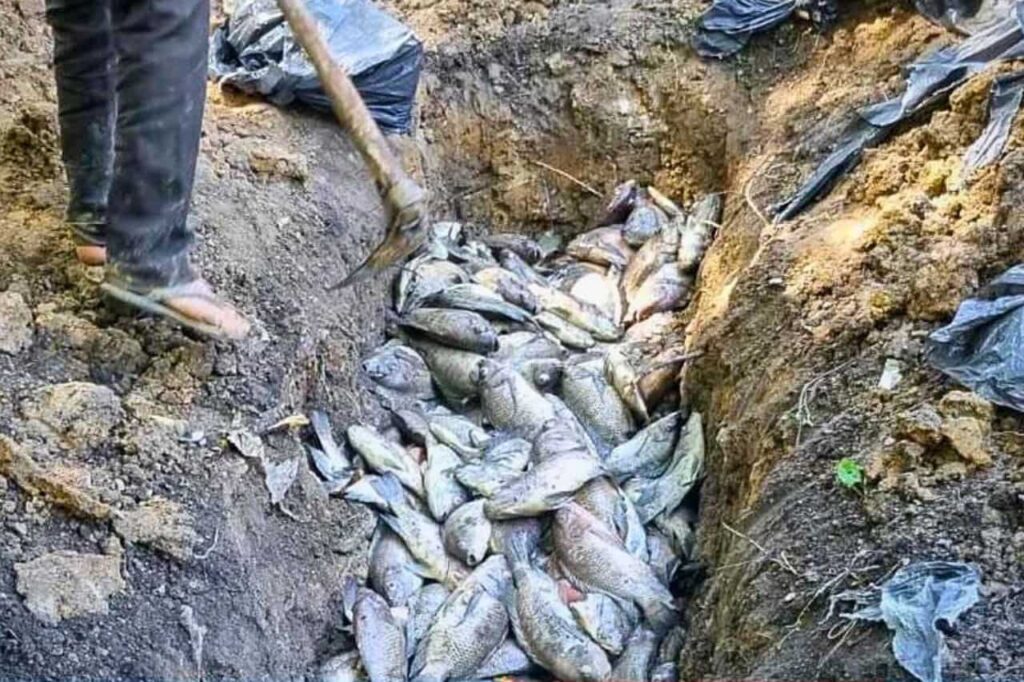 Des Krathongs "écologique" provoque une hécatombe de poissons en Thaïlande