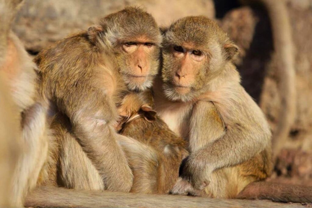 La chute des températures en Thaïlande affecte les singes de Lopburi