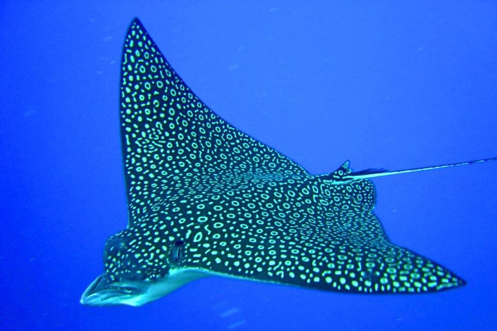 Pourquoi des poissons et animaux marins rares apparaissent en Thaïlande ?
