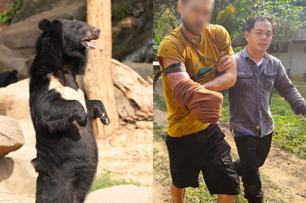 Un Suisse se coupe le bras pour échapper à une attaque d'ours en Thaïlande