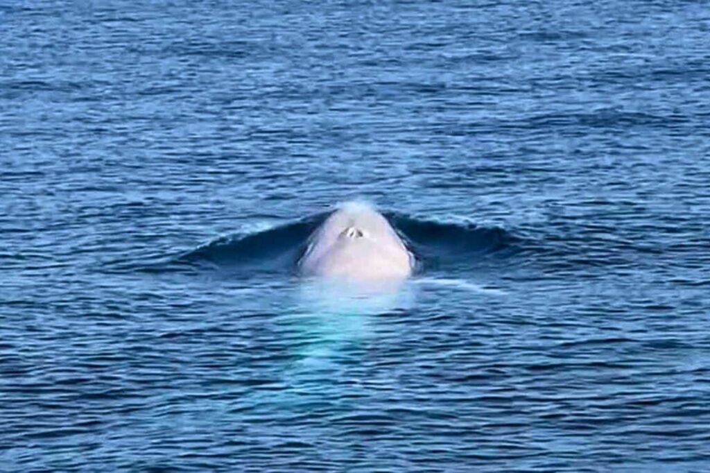 La Thaïlande se lance à la recherche d’une baleine blanche très rare