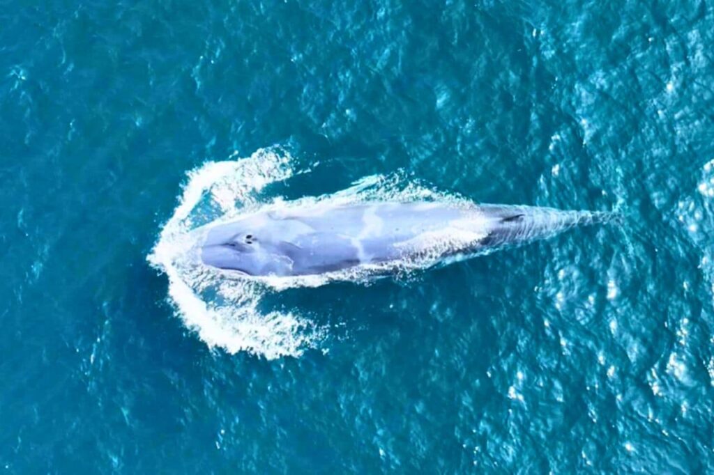 Thaïlande : des baleines et dauphins ajoutés à la liste des espèces protégées 6 Thaïlande : les baleines et dauphins ajoutés à la liste des espèces protégées