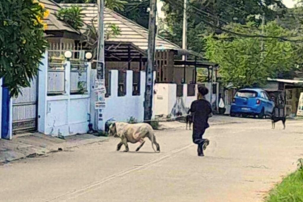 Pourquoi vous pouvez vous faire manger par un lion en Thaïlande ?