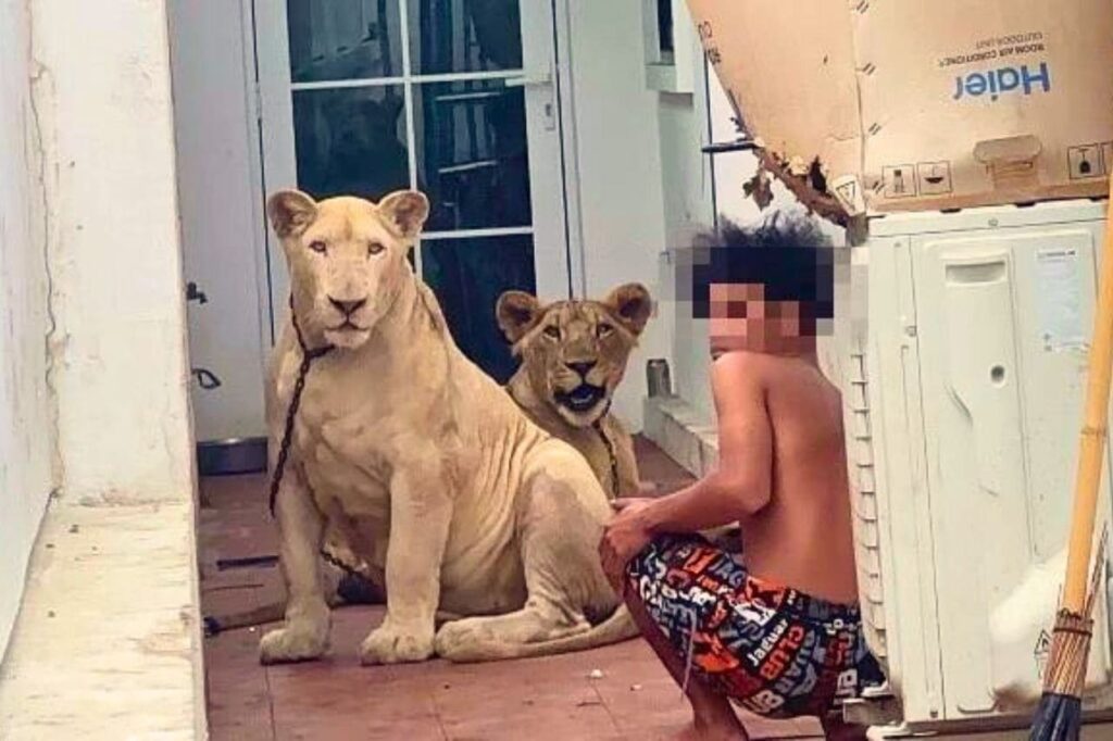 Lions aperçus dans les rues de Pattaya : la police confisque les fauves