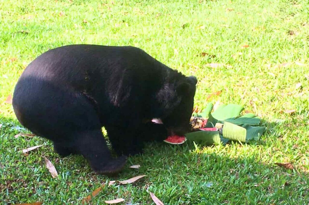 Un Suisse se coupe le bras pour échapper à une attaque d'ours en Thaïlande