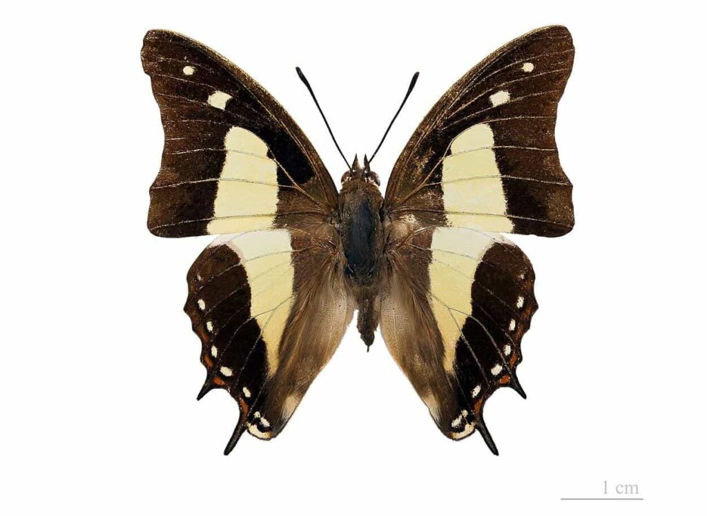 Découverte d'une chenille dragon rare dans le sud de la Thaïlande