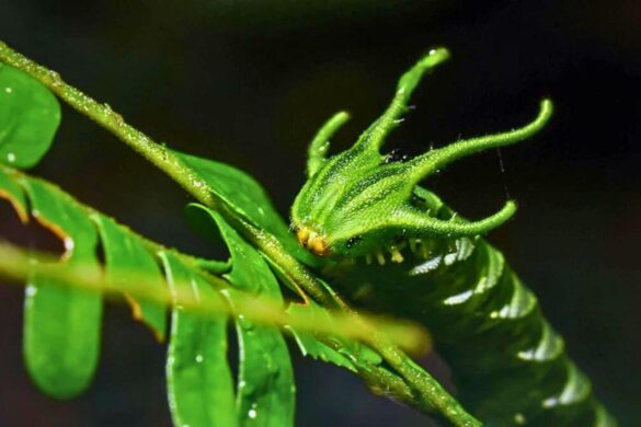 Découverte d&rsquo;une chenille dragon rare dans le sud de la Thaïlande