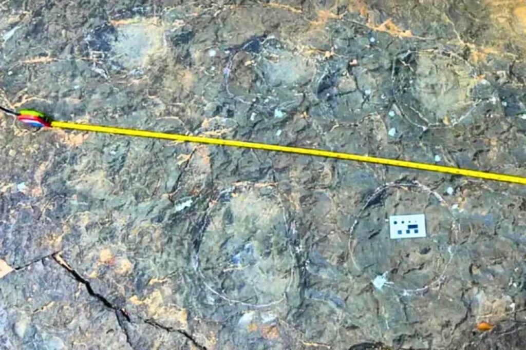 Des empreintes de dinosaures de plus de 225 millions d'années découvertes en Thaïlande 4 Des empreintes de dinosaures de plus de 225 millions d'années découvertes en Thaïlande