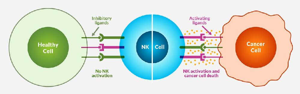 Médecines alternatives pour améliorer sa santé, lutter contre le cancer, rajeunir, retrouver ses cheveux en Thaïlande