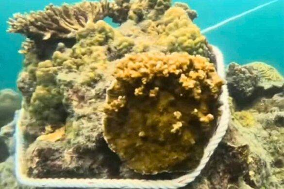 Tourisme : la photo d&rsquo;un bateau amarré à du corail provoque un tollé en Thaïlande