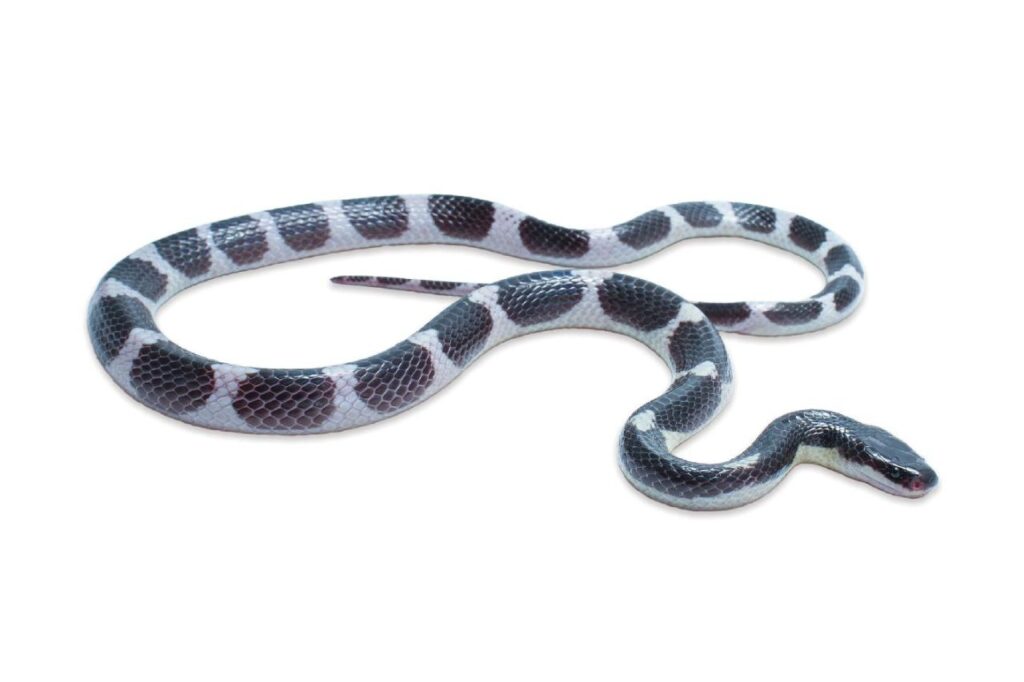 Une nouvelle espèce de serpent très venimeux découverte en Thaïlande