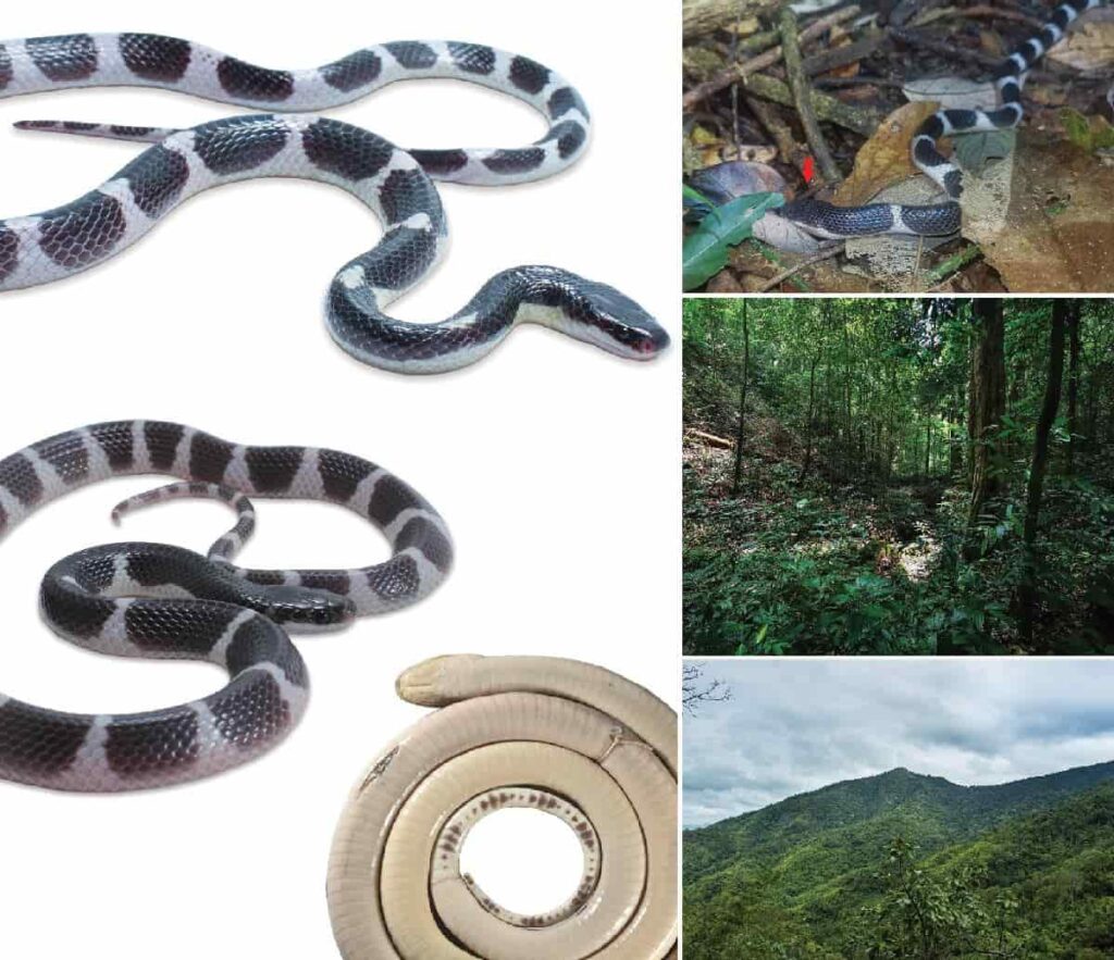 Une nouvelle espèce de serpent très venimeux découverte en Thaïlande