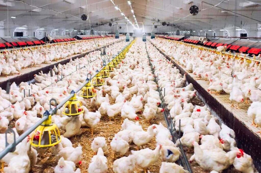 La Thaïlande est le 3ᵉ exportateur mondial de poulets