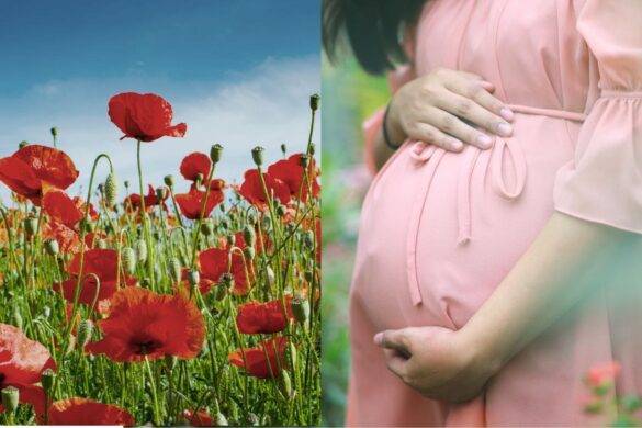 Thaïlande : 13 femmes enceintes transportaient en fait de l&rsquo;opium dans leur ventre