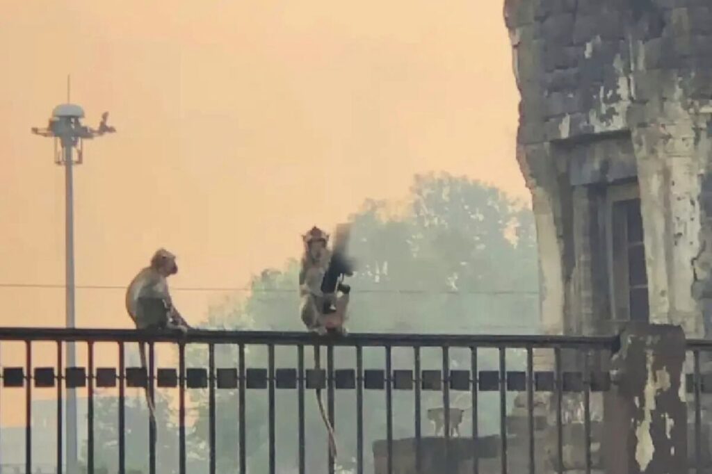 La violente agression d'une femme par un singe en Thaïlande suscite un débat