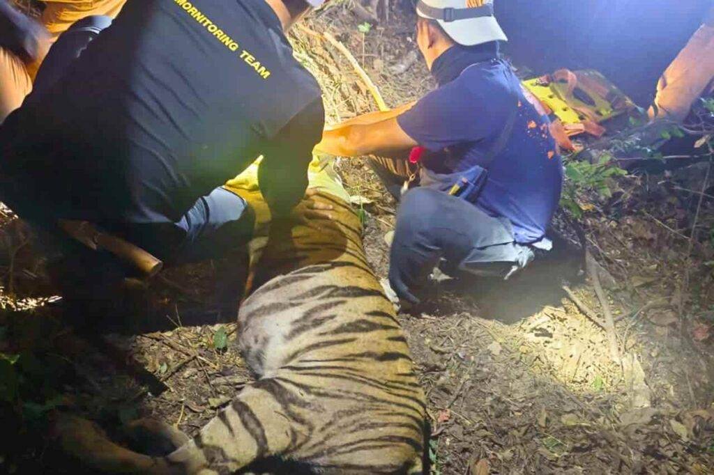 Le tigre qui avait semé la panique dans un village de Thaïlande a été capturé