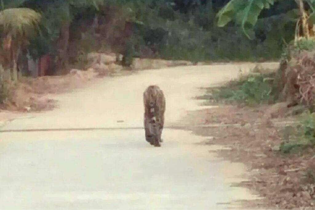 Les autorités recherchent un tigre repéré dans le nord de la Thaïlande