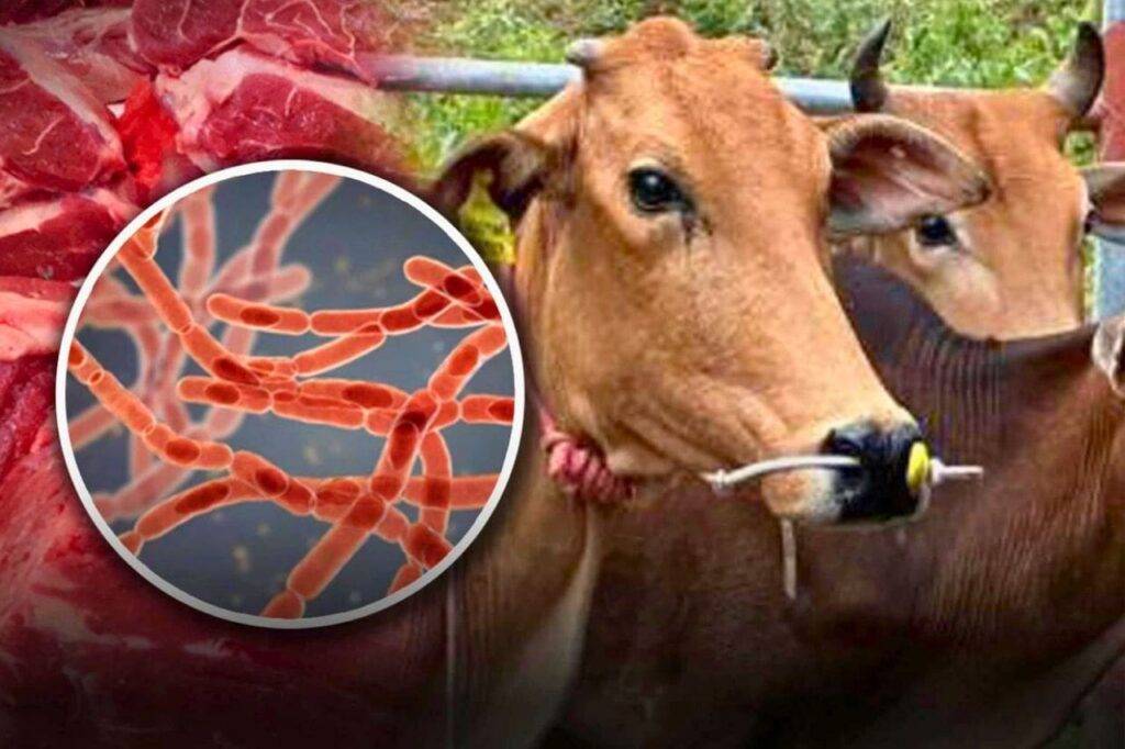 Thaïlande : 2ᵉ cas d’anthrax, 2 pays voisins suspendent les importations de bétail