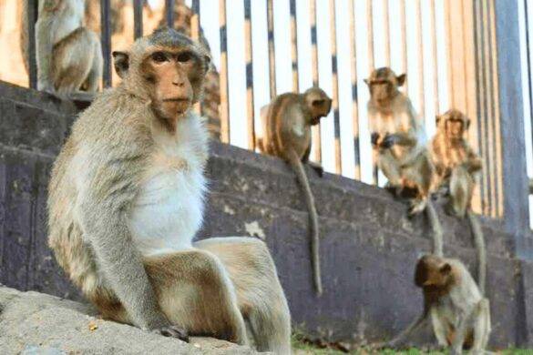 Face à la hausse des attaques de singes la Thaïlande va indemniser les victimes