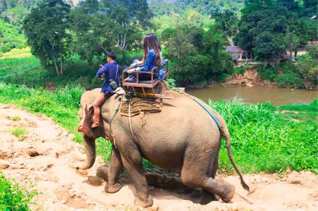 La Thaïlande critiquée pour l'élevage en captivité d'éléphants pour le tourisme