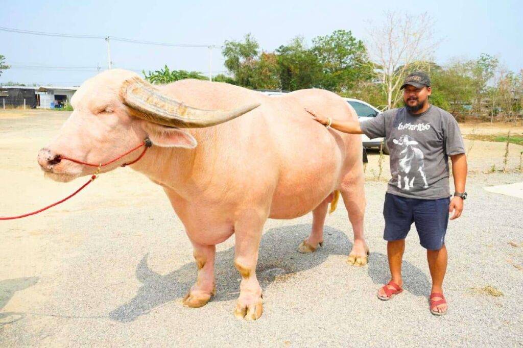 Thaïlande : un buffle albinos vendu pour la somme record de 18 millions de bahts