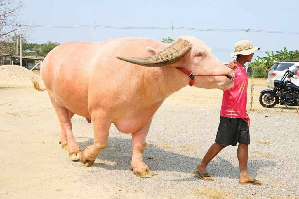 Thaïlande : un buffle albinos vendu pour la somme record de 18 millions de bahts