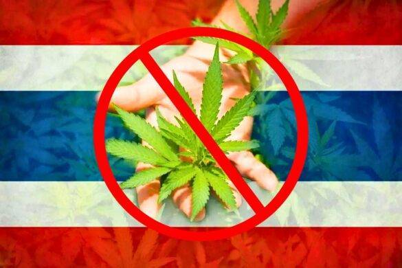 Thaïlande : vote majoritaire pour reclasser le cannabis comme stupéfiants