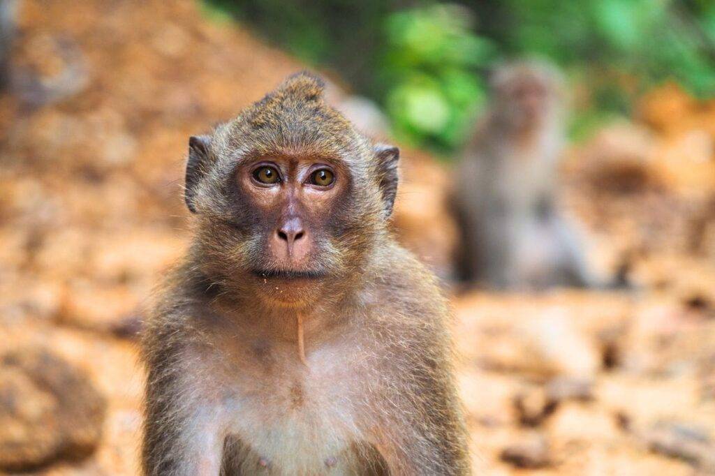 Une île touristique de Thaïlande dépassée par les attaques de singes