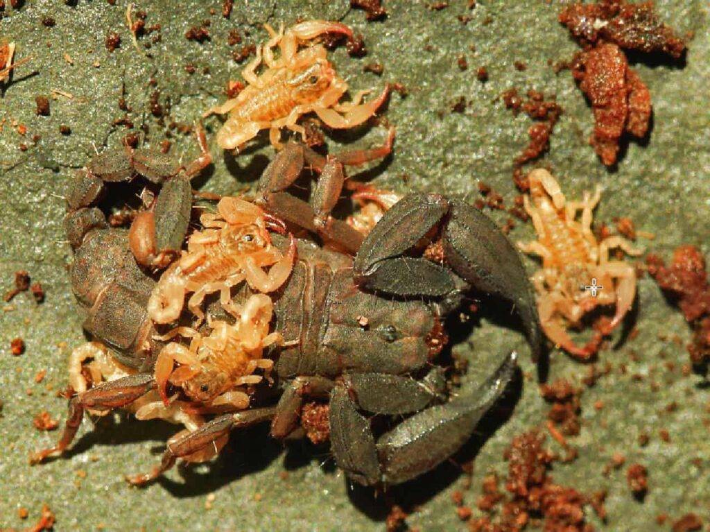Une nouvelle espèce de scorpion minuscule découverte en Thaïlande