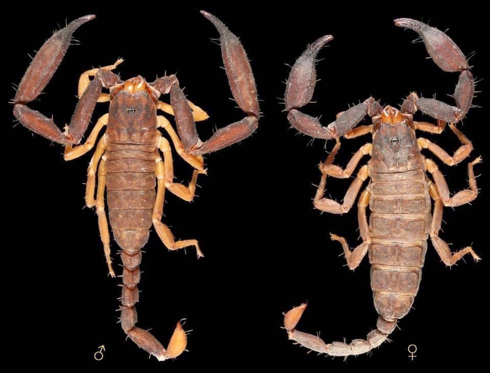 Une nouvelle espèce de scorpion minuscule découverte en Thaïlande