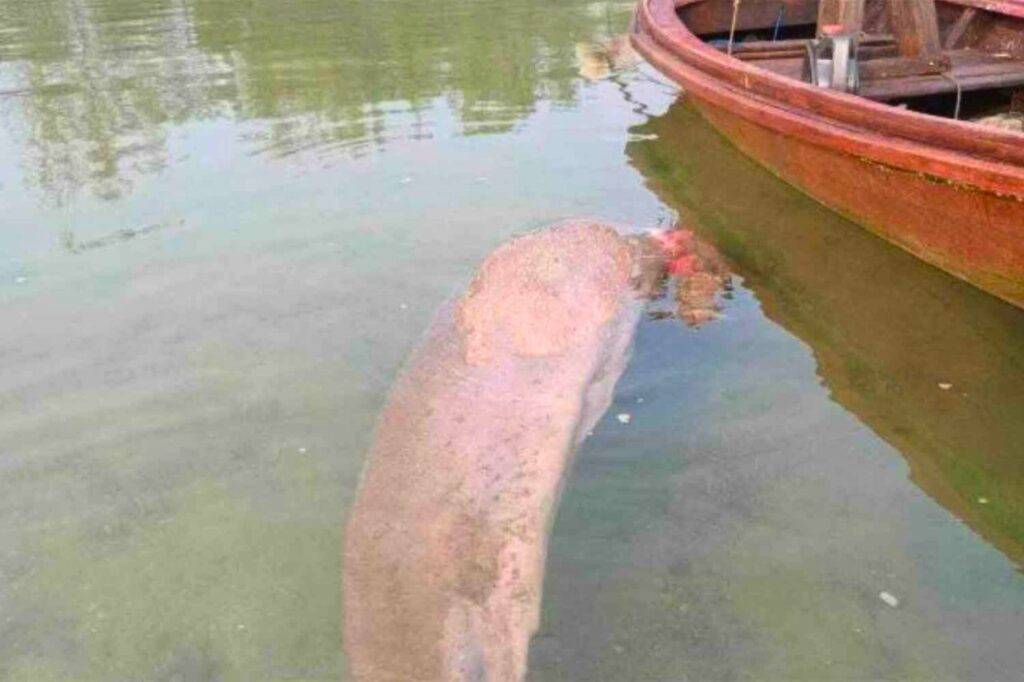 Inquiétude en Thaïlande après la découverte d'un dugong malade