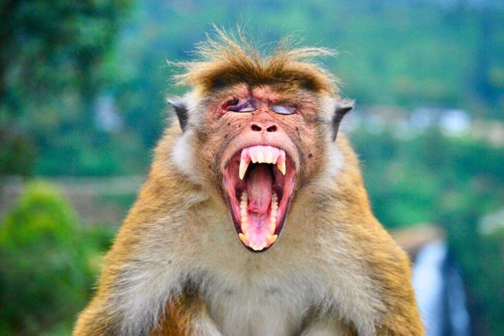 Thaïlande : un touriste suédois mordu par un singe à Lop Buri