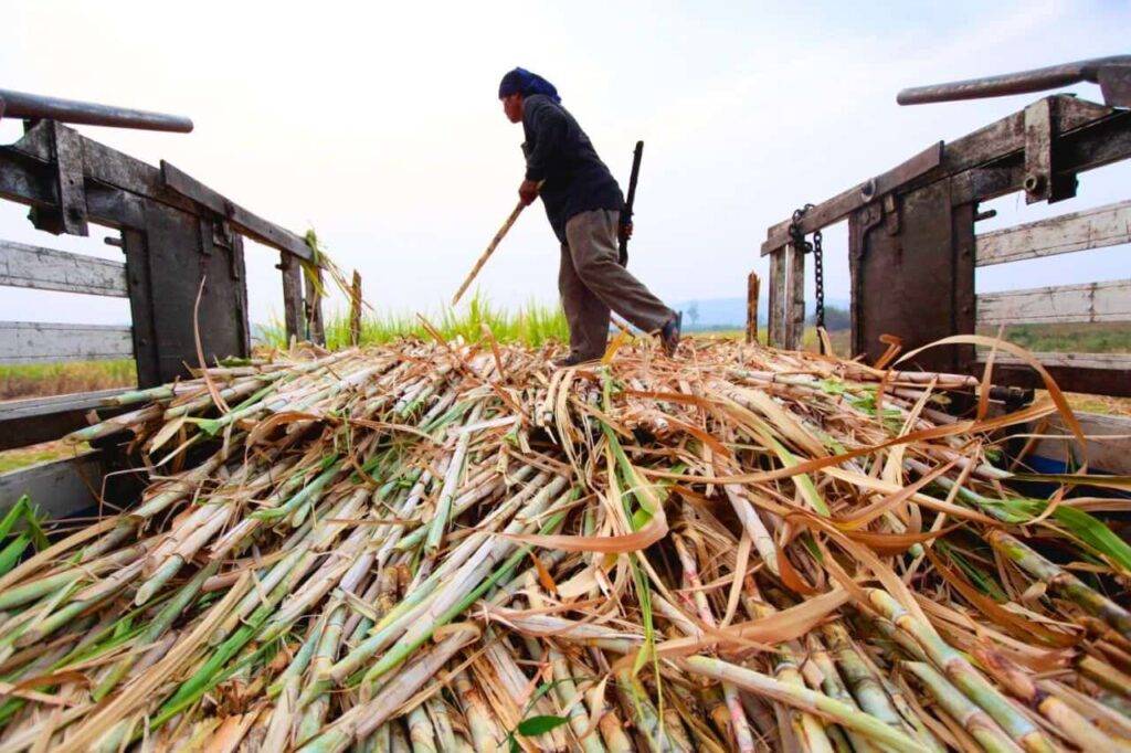 Baisse de la production de sucre en Thaïlande à cause d'une grave sècheresse