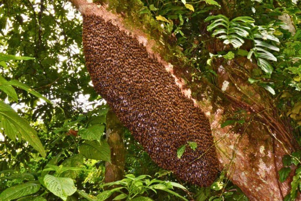 Des abeilles géantes de l’Himalaya découvertes en Thaïlande