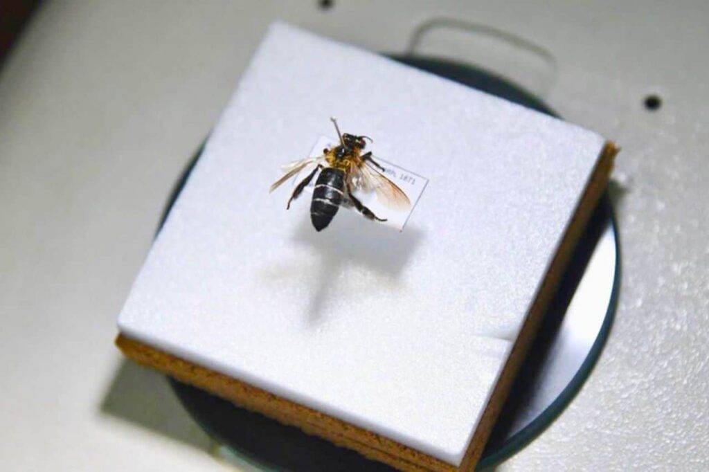 Des abeilles géantes de l’Himalaya découvertes en Thaïlande