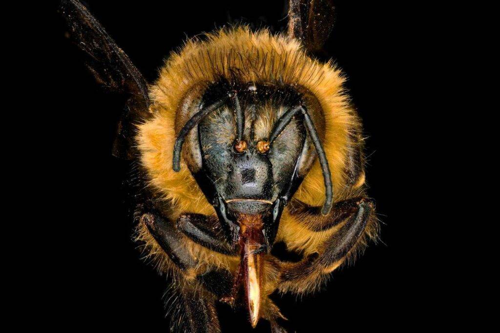 Des abeilles géantes de l’Himalaya découvertes en Thaïlande
